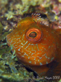 Just as I found this Fringed Blenny (Mimoblennius cirrosus) it darted in a hole and would only peep out every so often to see if I was still there. Which of course I was, since I wanted a close up shot. ...¸><((((º>.....Canon G9 & Inon UCL-165's 